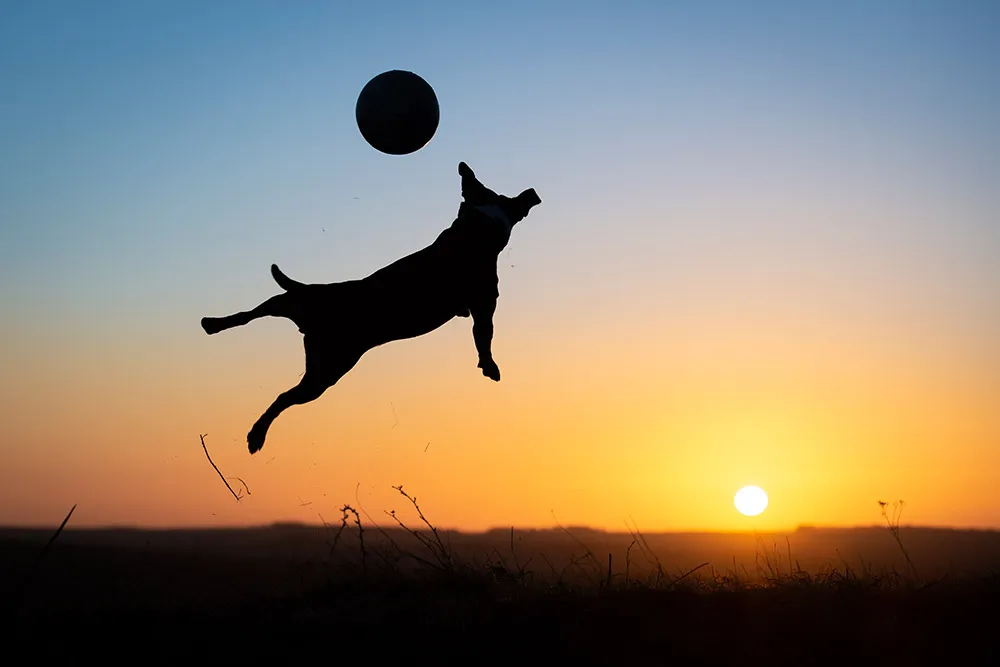 dog silhouette