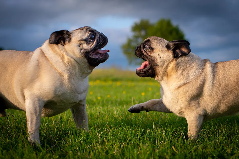two pugs