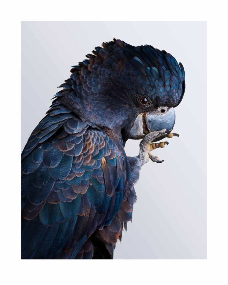 Feast your eyes on this incredible bird photography