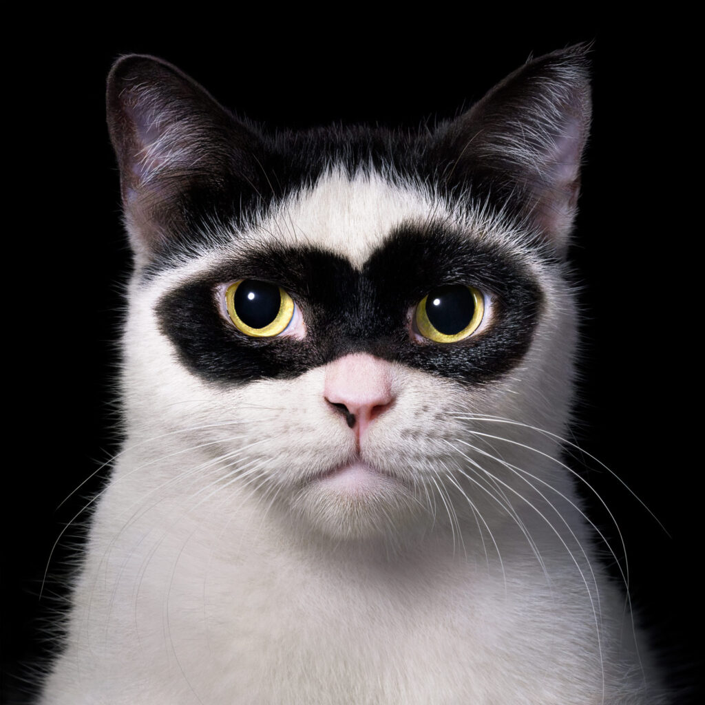 Cat fans will love this photobook of amazing and unusual cats