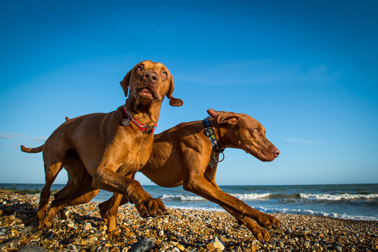 Dog fans will love these amazing photos – and you can do it too with these top tips