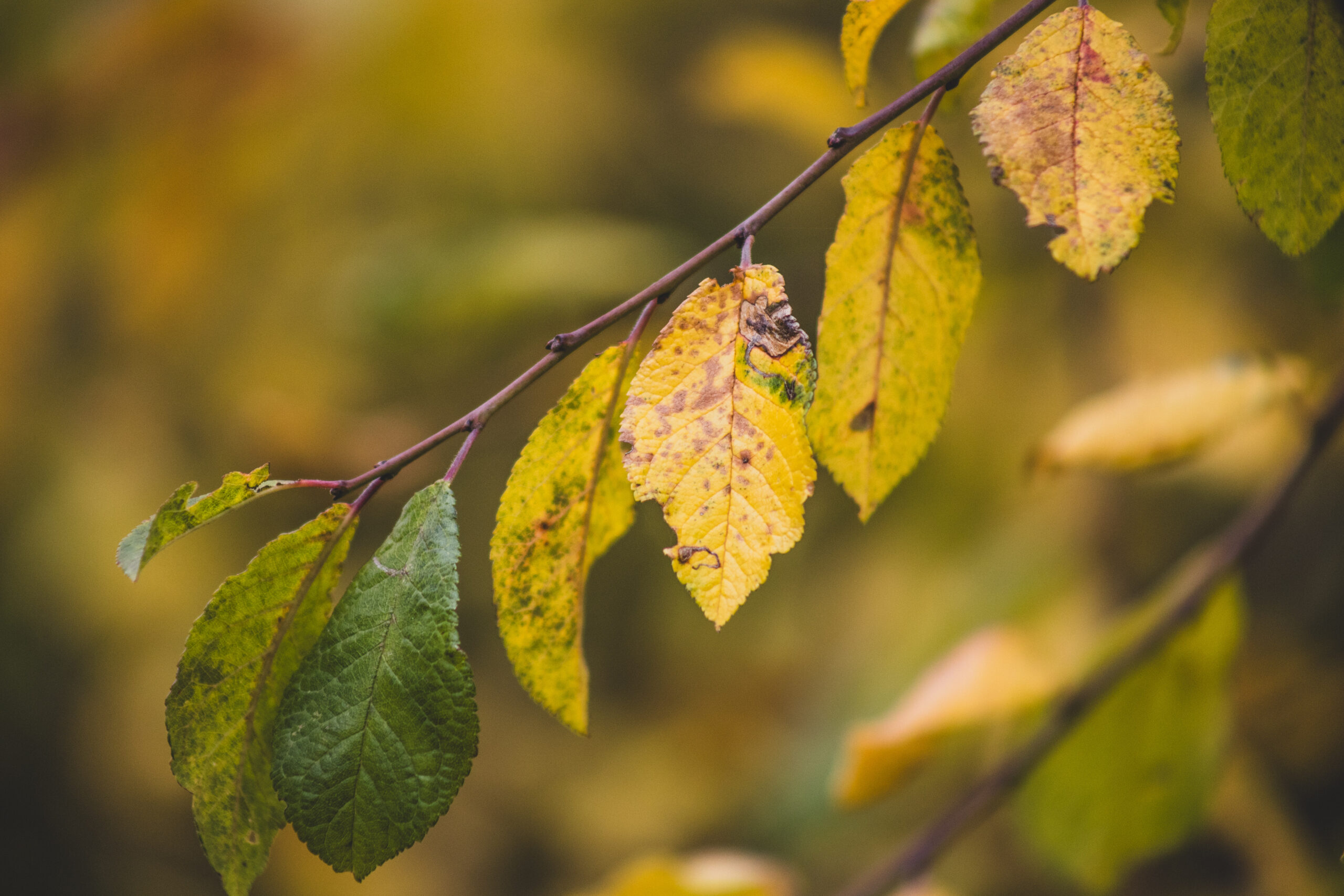 Canon RF 75-300mm f4-5.6 sample