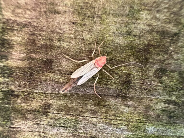 Apple made a big mistake with the iPhone Air – I’d never buy one and here’s why