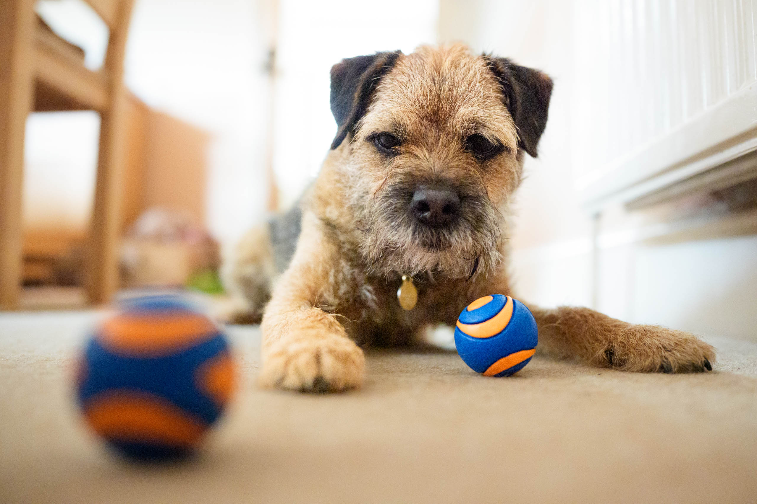Sony A9 Mark III sample image, dog playing with balls