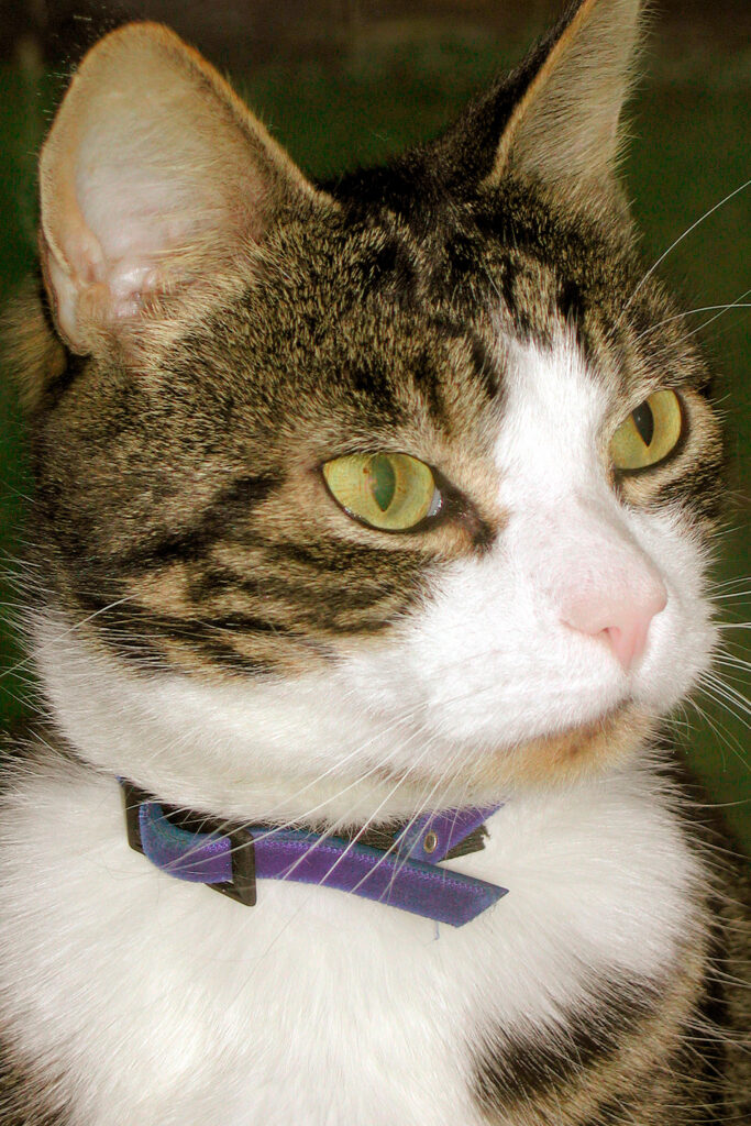 Fun early digital cameras under $65/$50