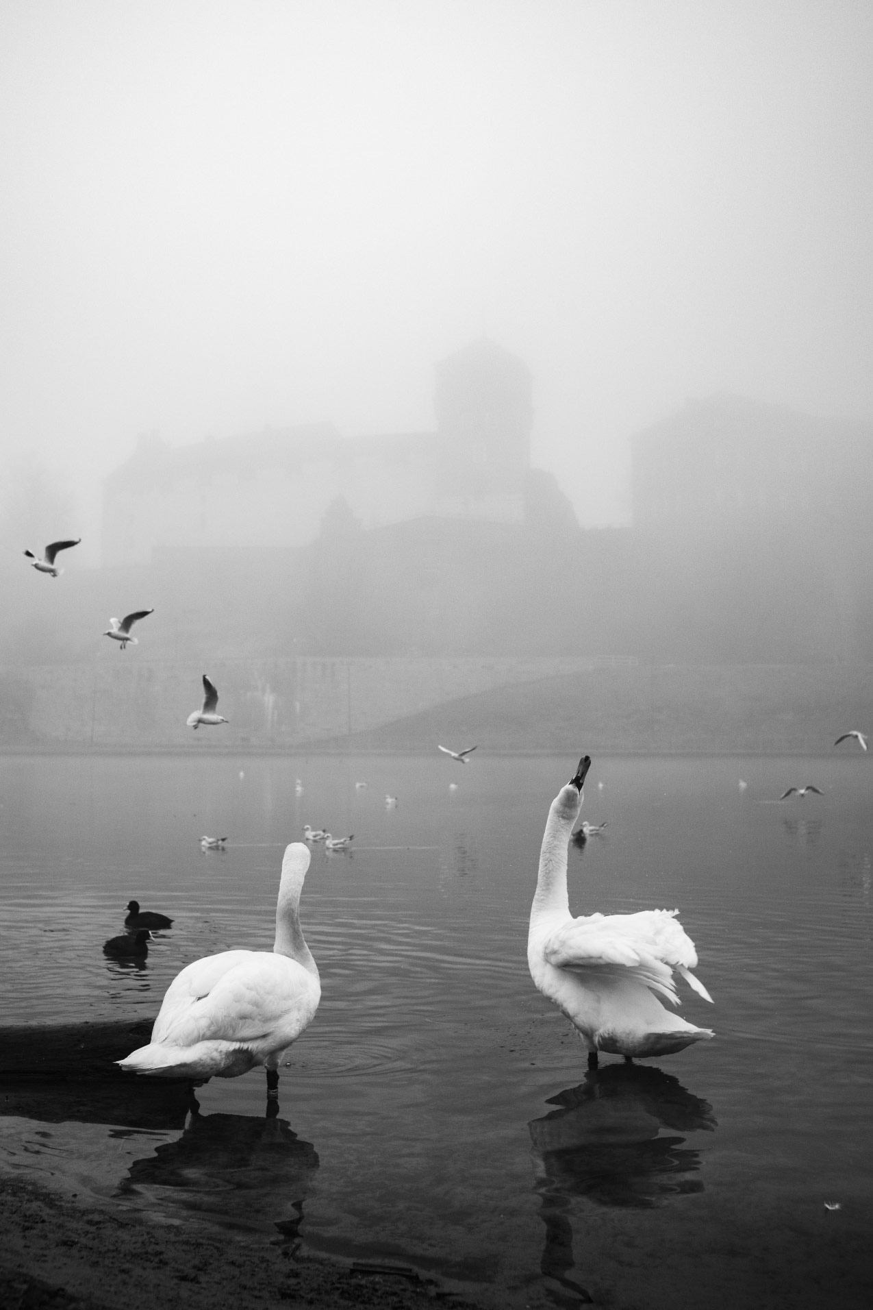 Flight. Photo: Max Burgess, Poland. SINGLE USE ONLY