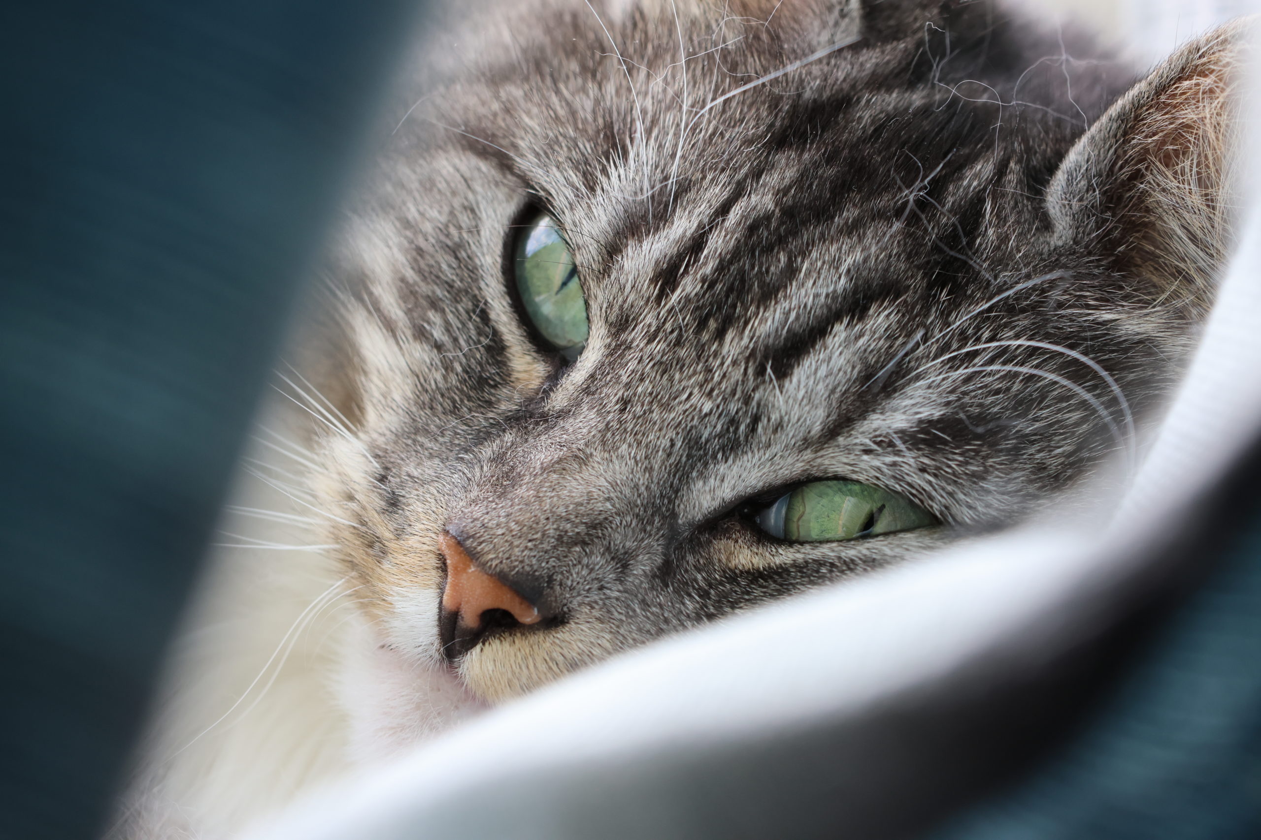 Cat detection AF has focused on the cat's left eye. Canon EOS R7, 1/160s, f/6.3, ISO640, 84mm