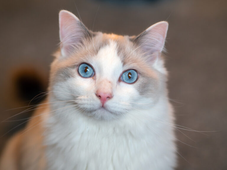 Tough street cats we photographed – you won’t believe the expressions of these cats!