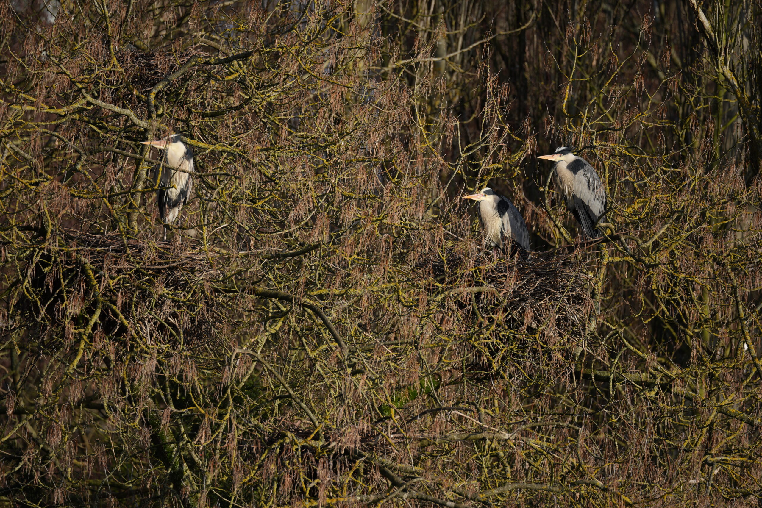 Sony A7V sample image