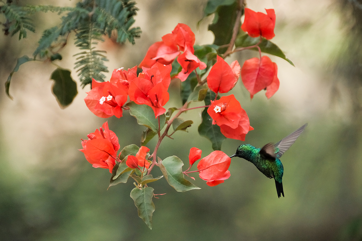 Western Emerald bird hovering near flowers