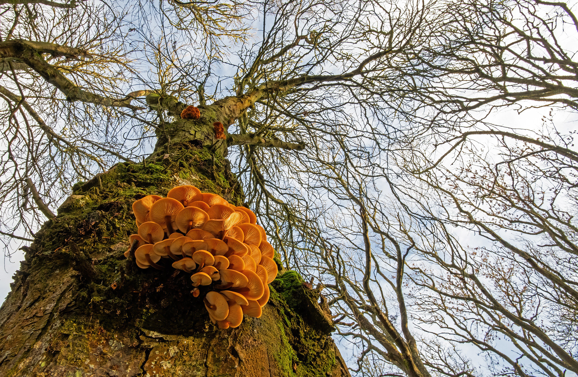 looking up a tree that has fungi growing out of it