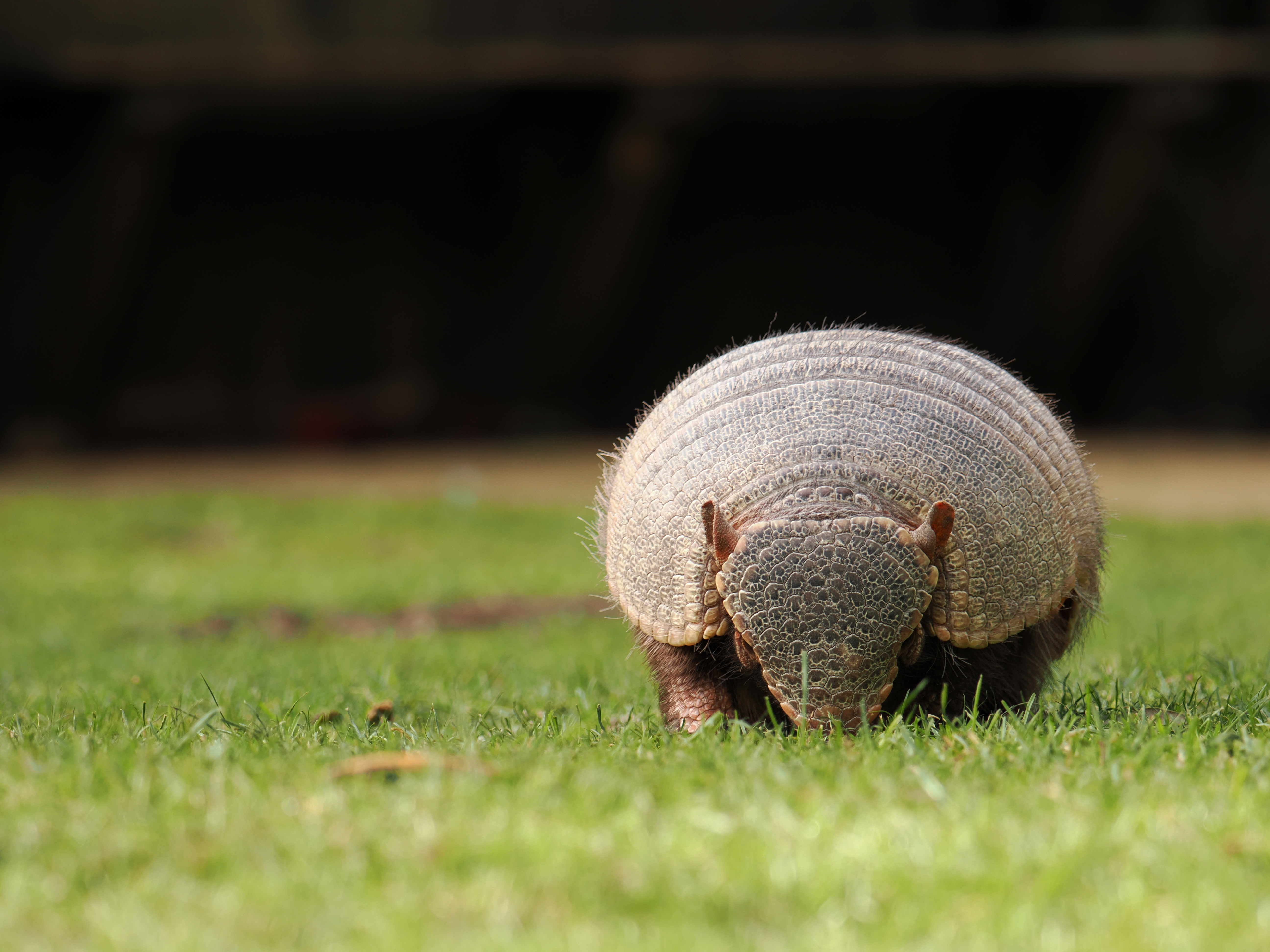 OM-System OM-1 Mark II sample photo. Armadillo photo JW.