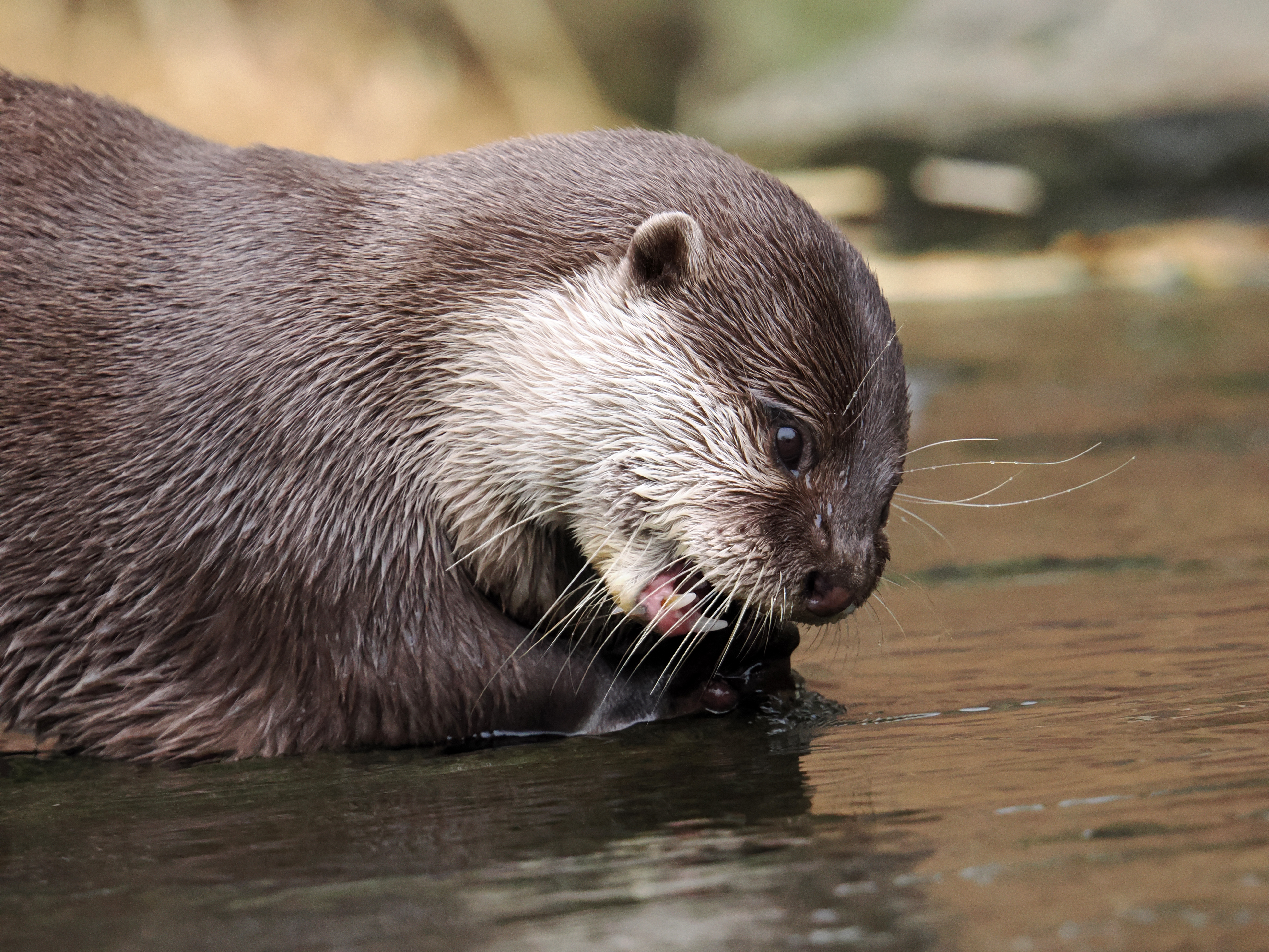OM-System OM-1 Mark II sample photo. Otter photo JW.