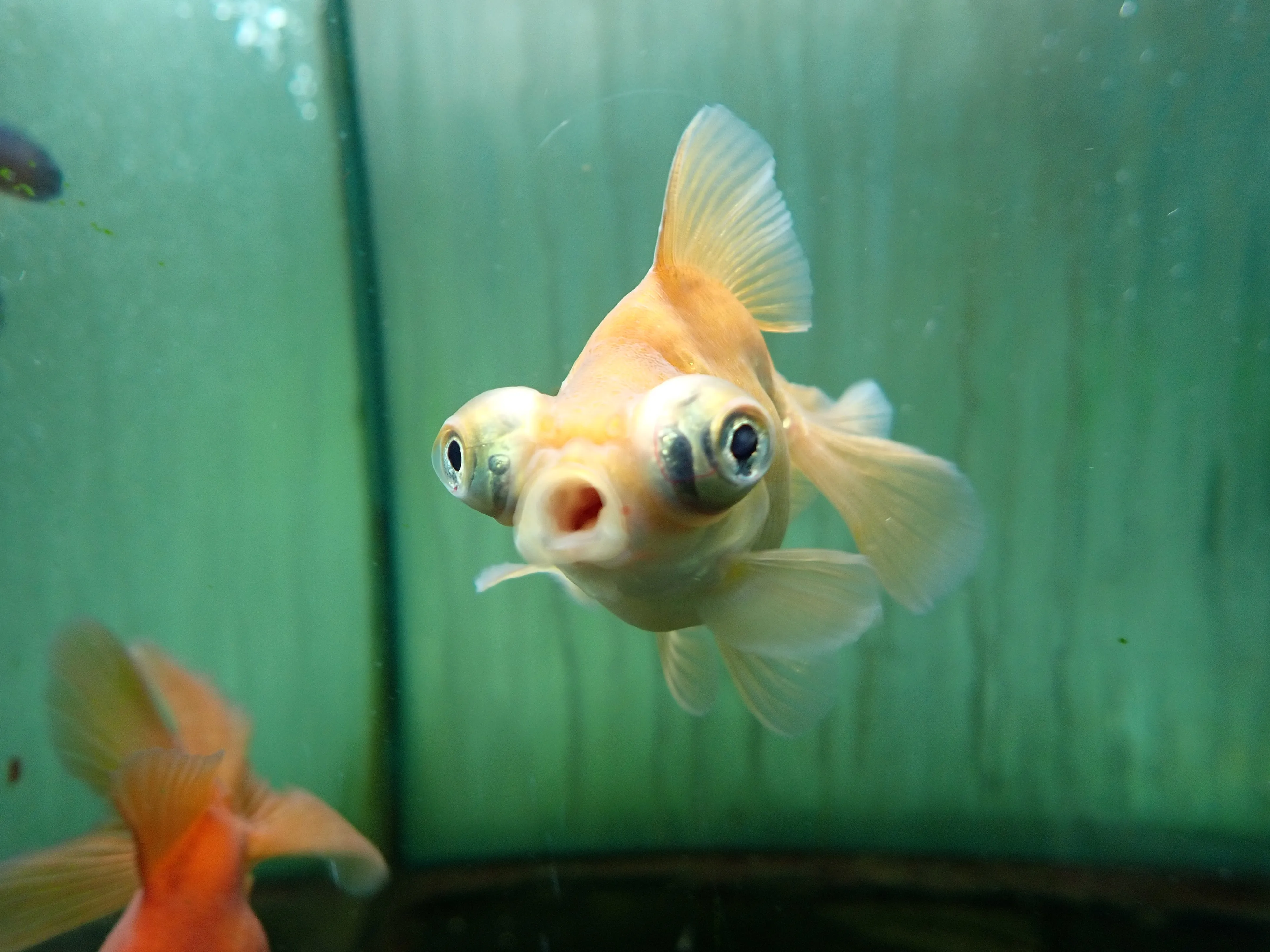 OM System Tough TG-7. A fish in water. Photo Joshua Waller