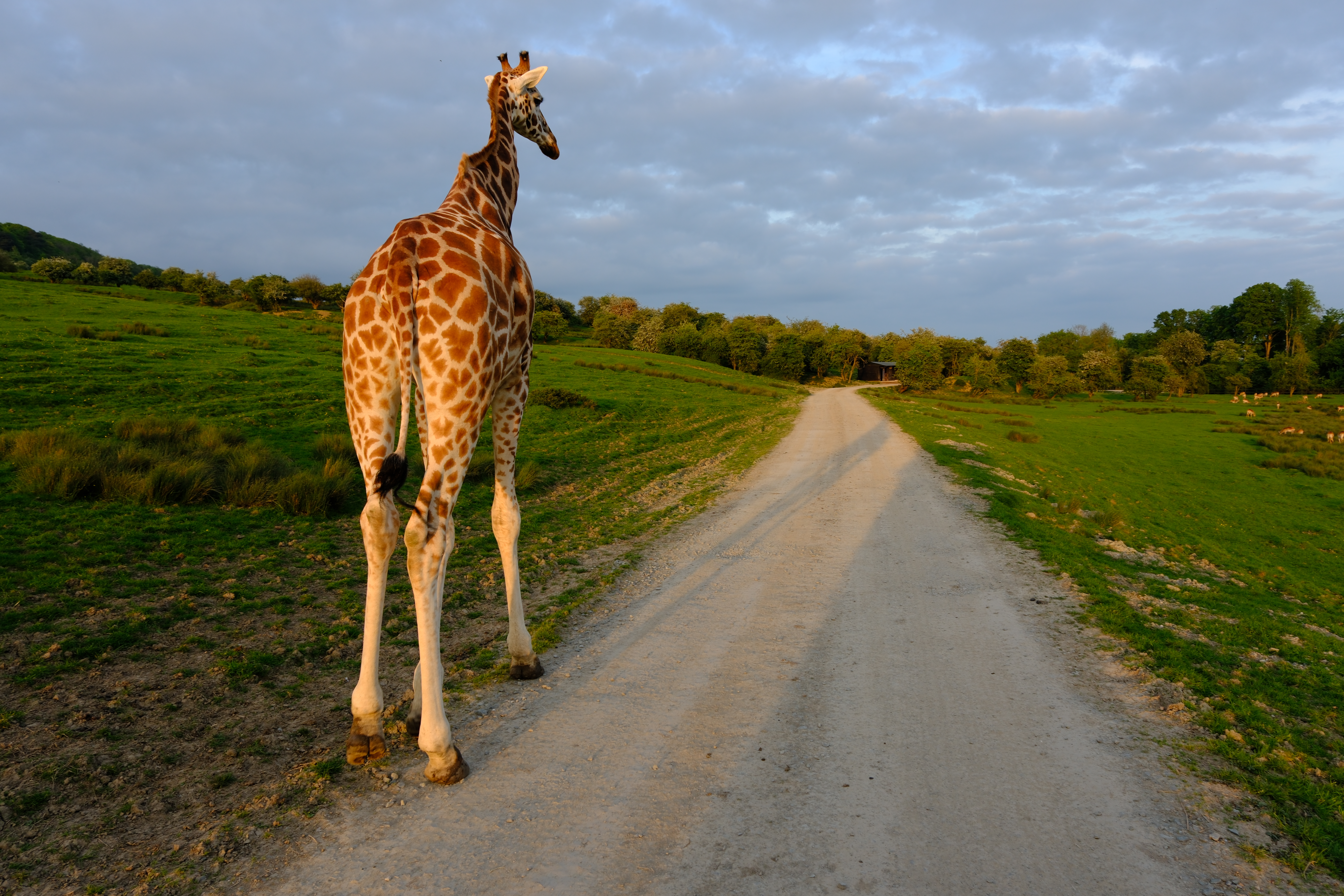 Giraffe photo taken with the Fujifilm X-T50 and 16-50mm lens. Photo JW/AP