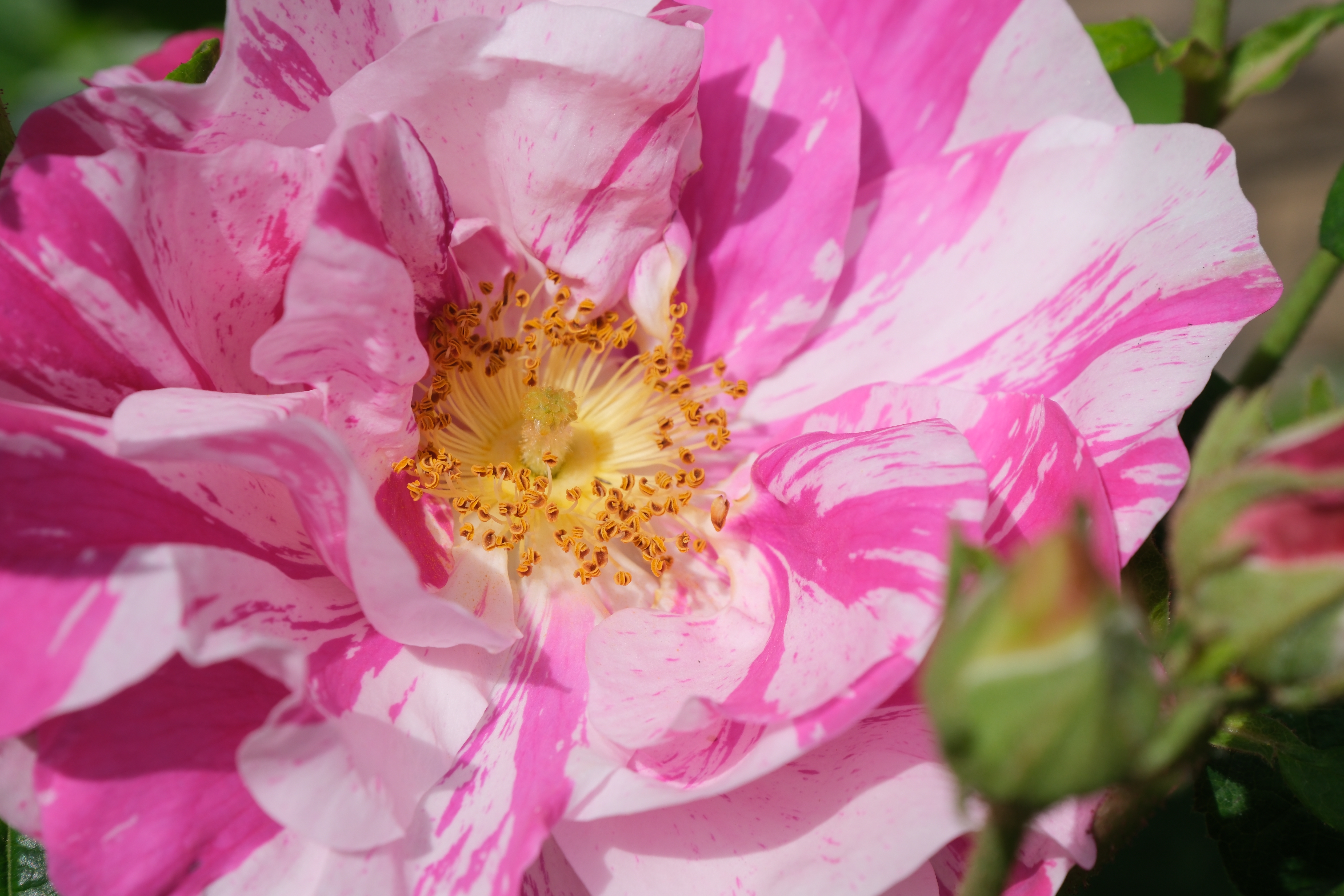 Colour reproduction is very pleasing on the X-T50. Photo Joshua Waller