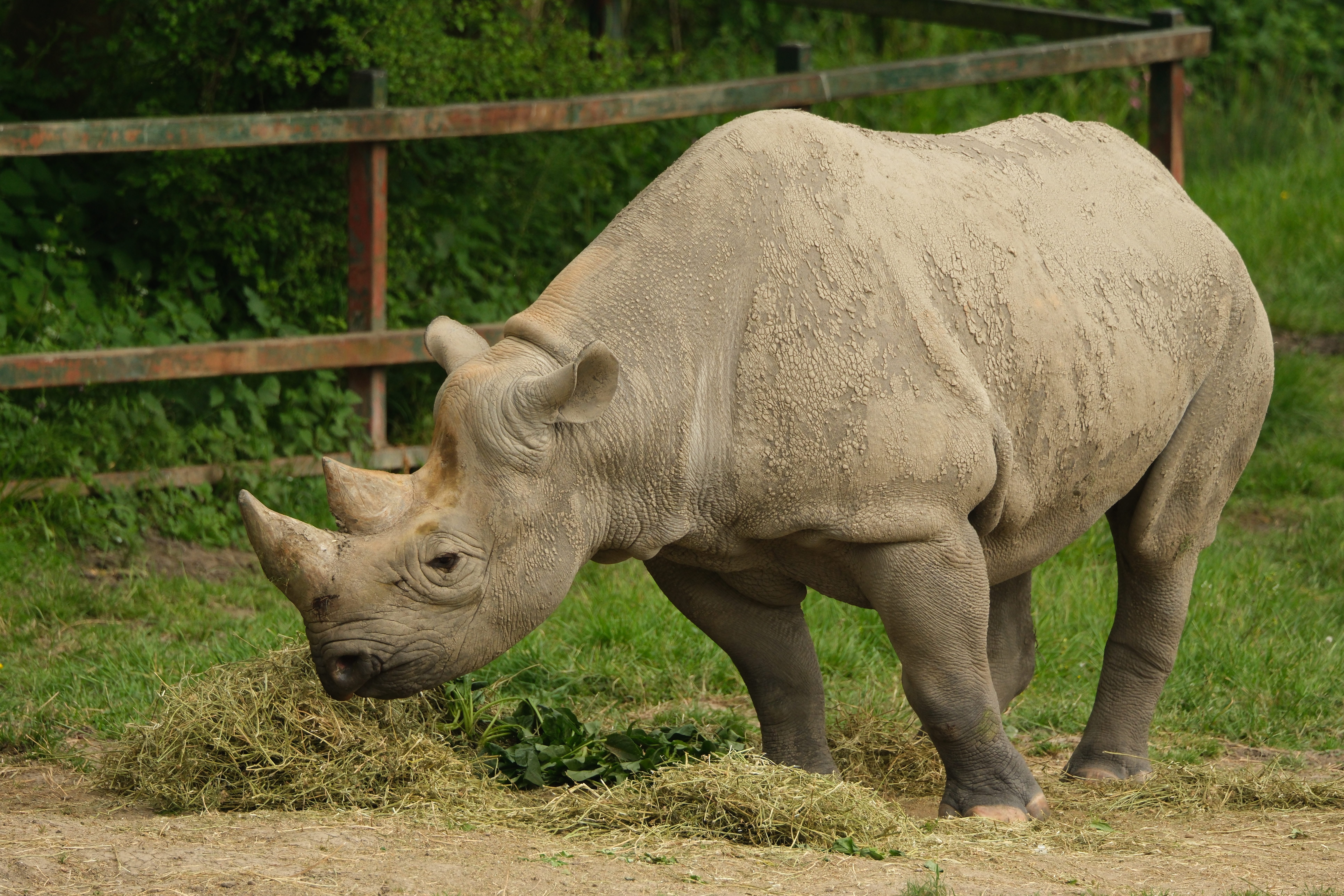 Rhino photo taken with the Fujifilm X-T50 and 150-600mm lens. Photo JW/AP
