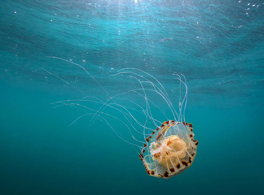 freediving off Hook Head, in the southeast of Ireland, I came across this compass jellyfish, drifting gracefully in the current. When I swam up to take a photo of it, I noticed a juvenile pollock seeking shelter inside the bell of the jellyfish
