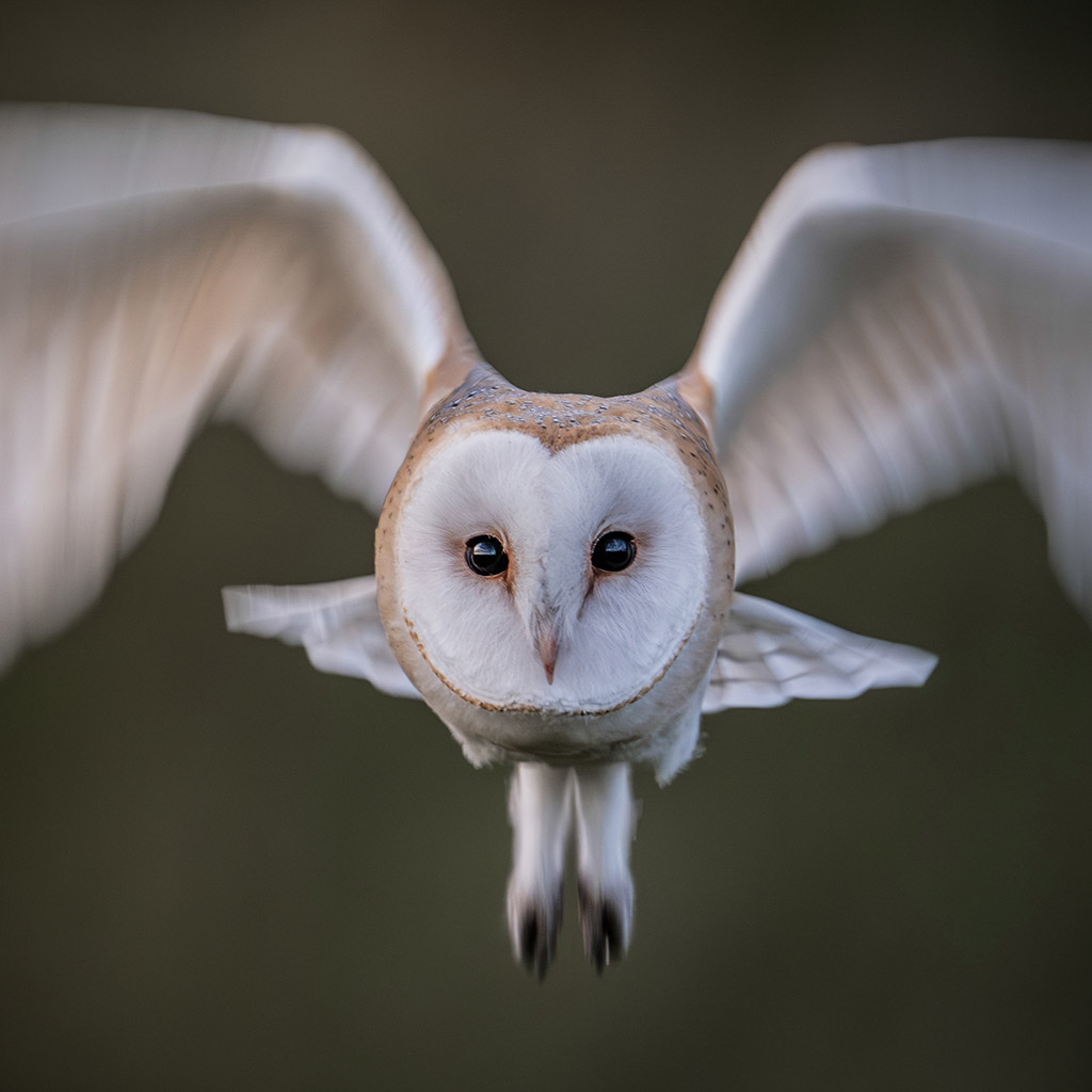 barn owl looking towards camera mid flight