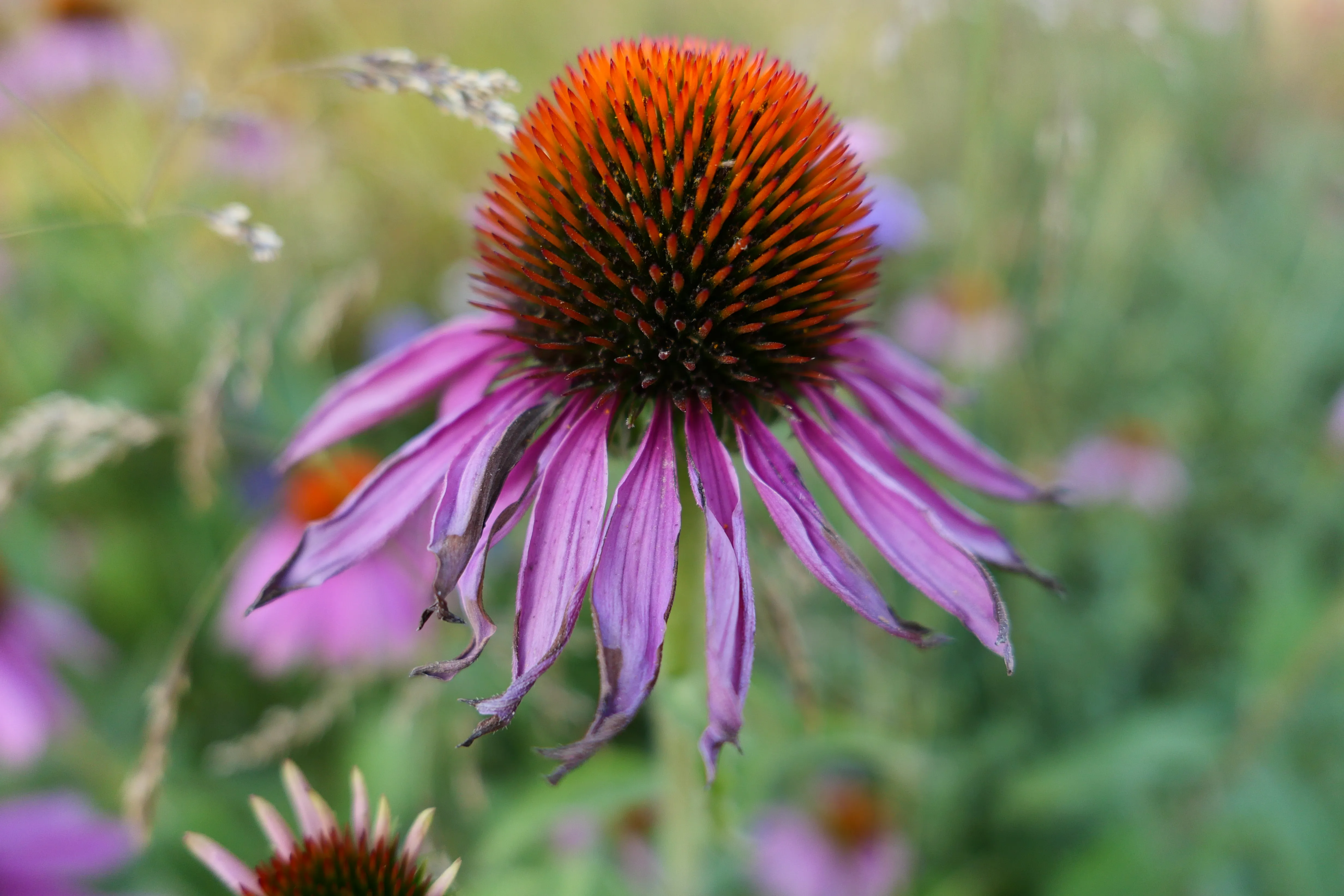 Leica D-Lux 8 close-up sample image