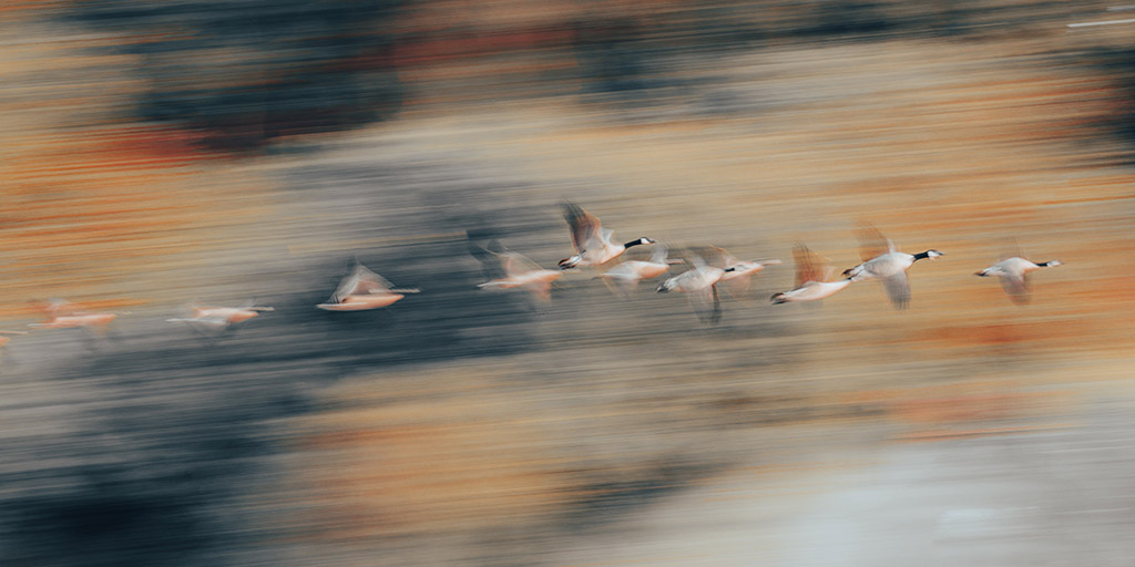 action shot of geese flying across landscape