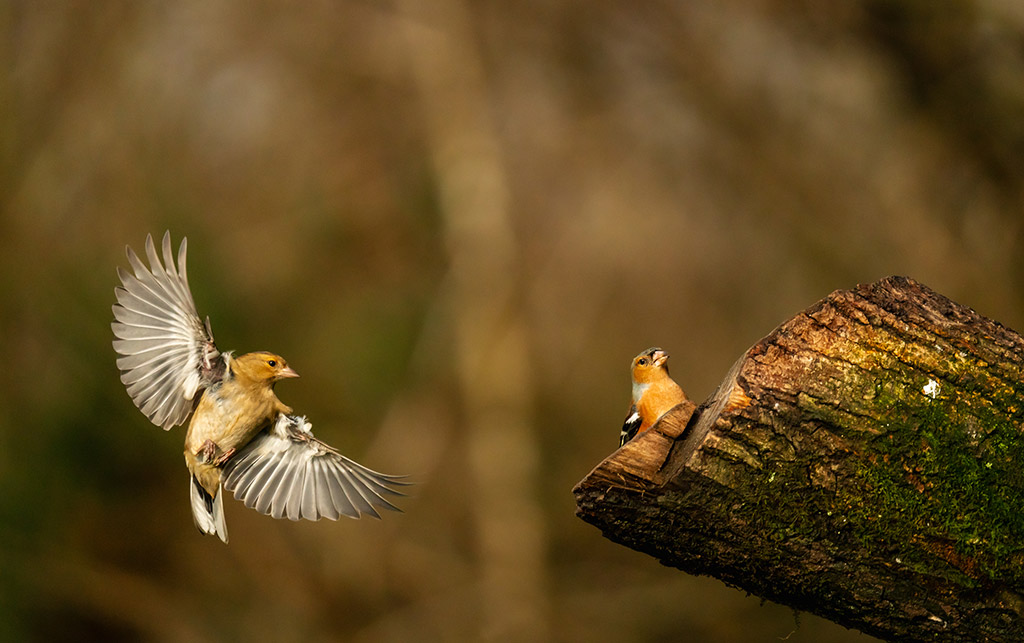 male and female chaffinches approach log one sat on the wood and one in flight