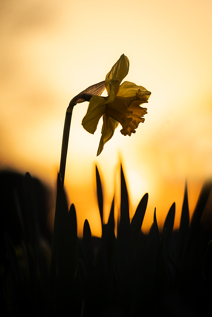 single daffodil against golden sky silhouette