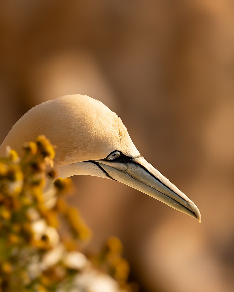 gannet portrait against golden background