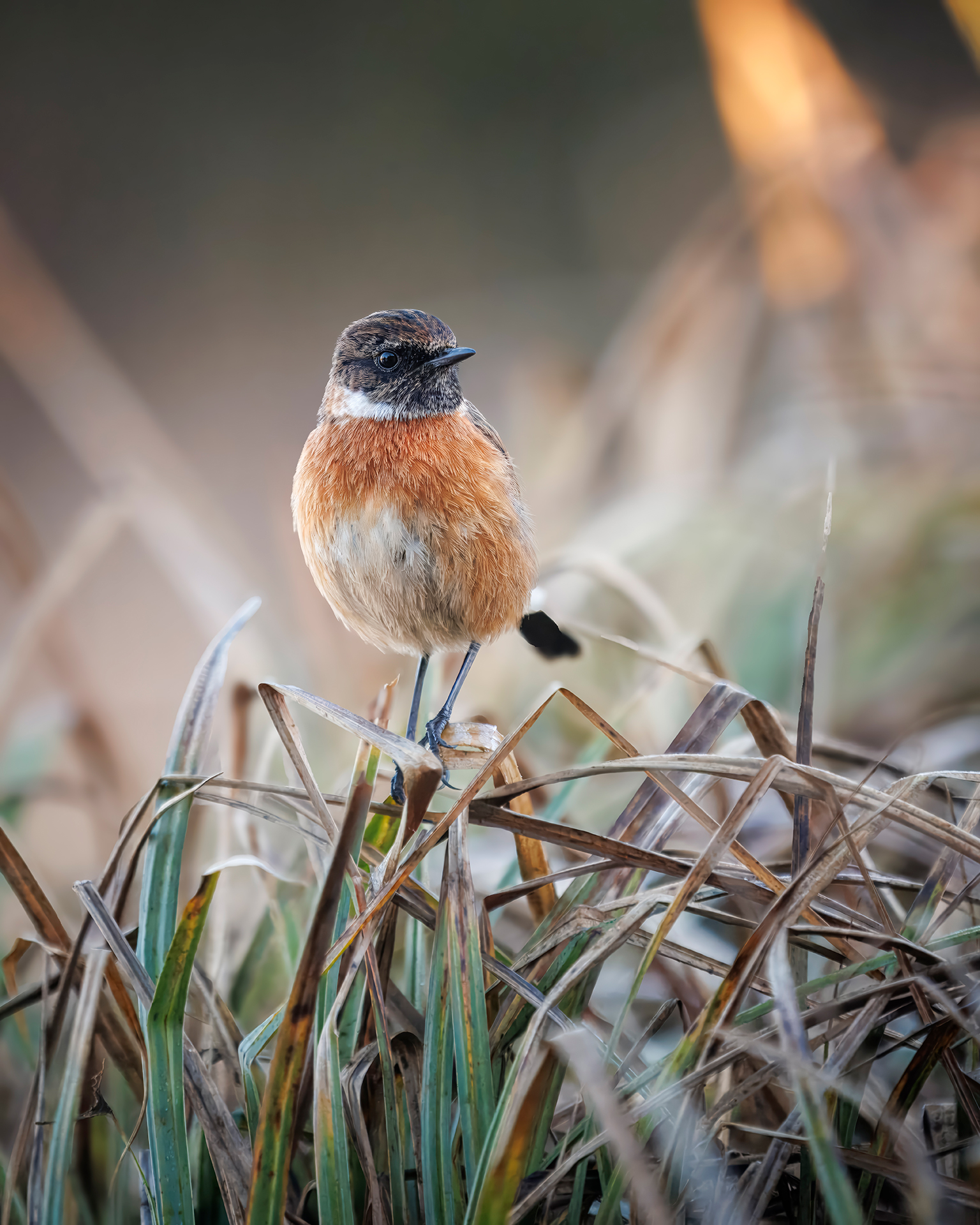 stonechat bird stood on grass