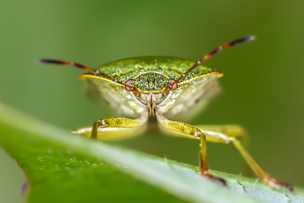 green shield bug