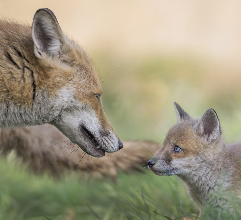 portrait of an adult fox looking at a cub