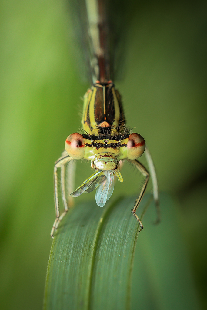 green damselfly sat on a leaf eating a fly