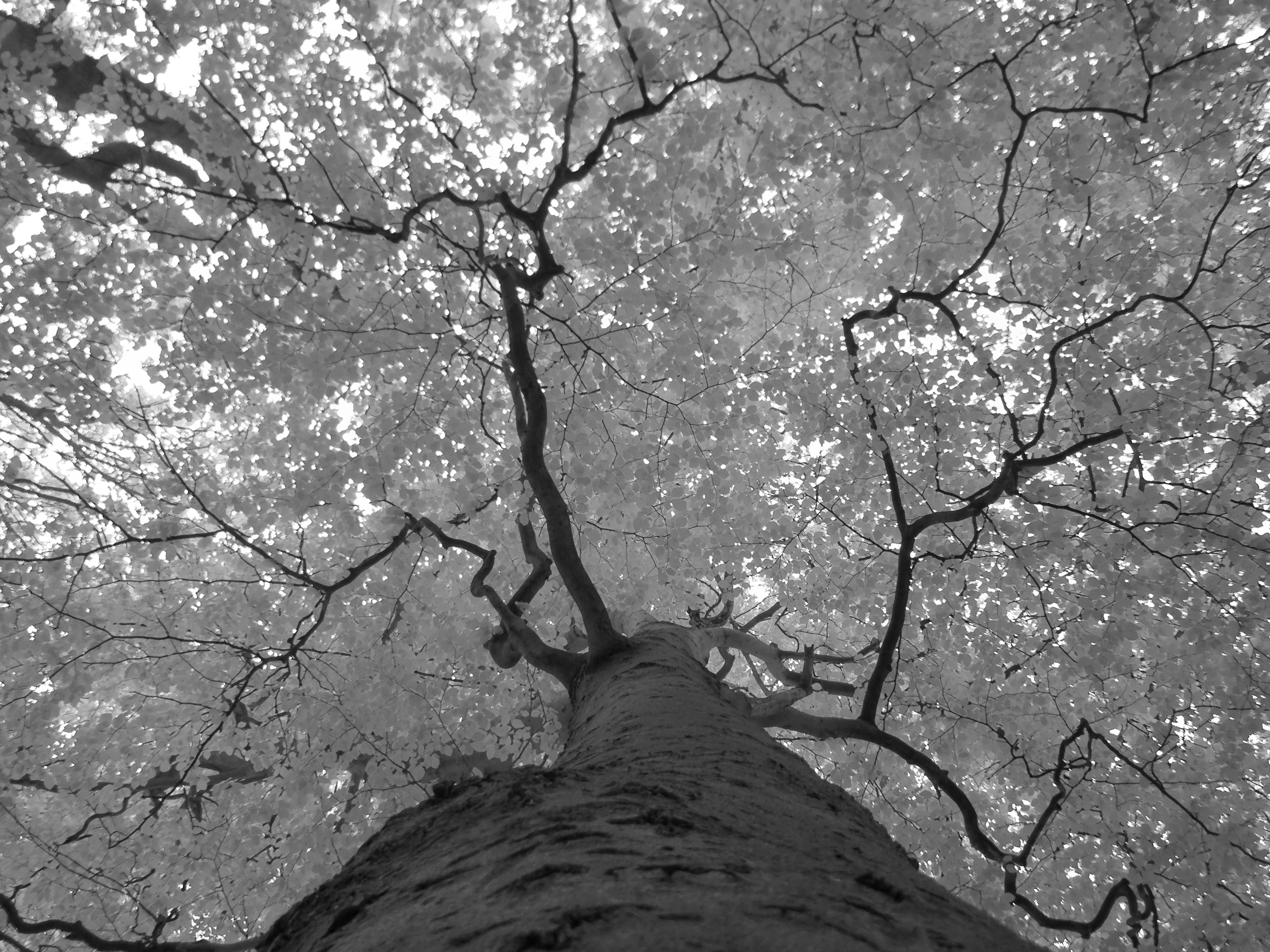 Infrared mode. Yashica FX-D 100. Image credit: Joshua Waller