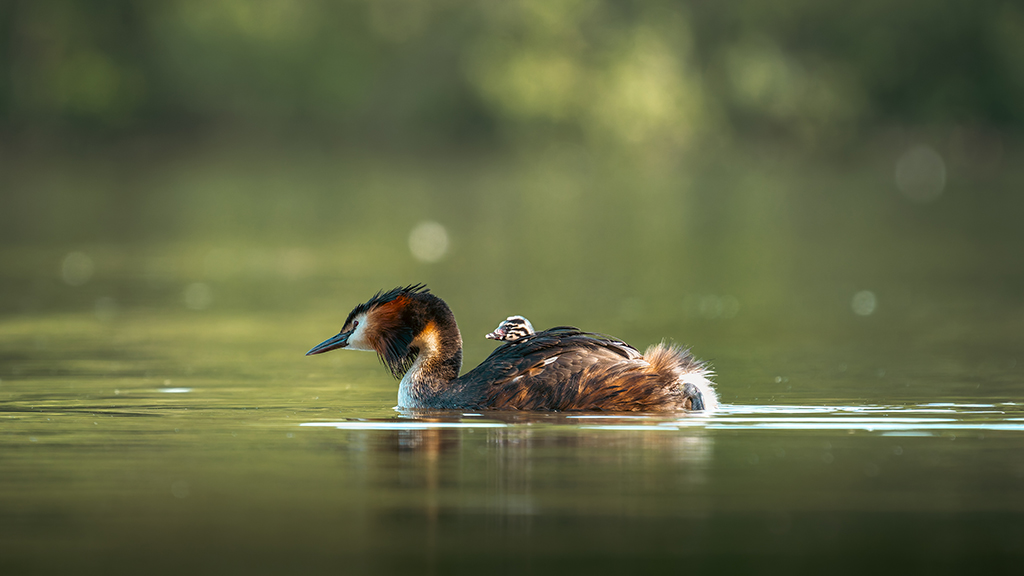 young great crested grebe being carried parent