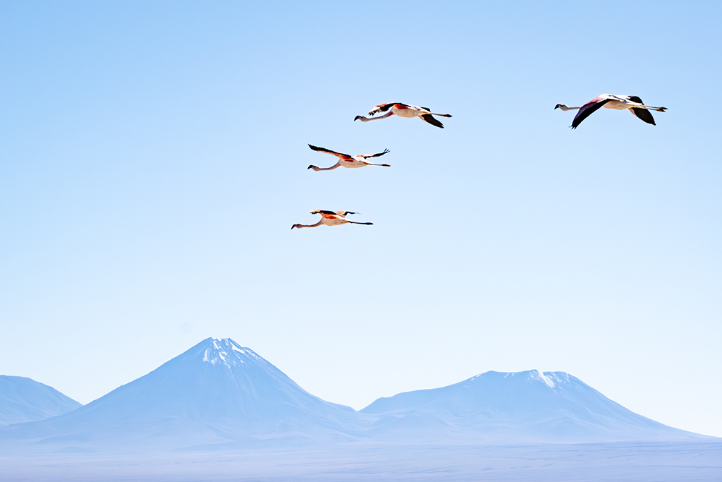 flamingo formation flying over bright blue landscape