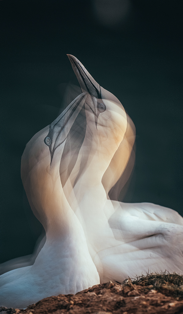 multiple exposure image of two gannets reaffirming mating bonds