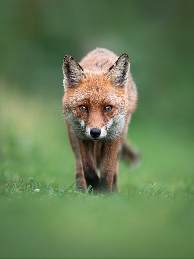 portrait of a fox prowling towards the camera
