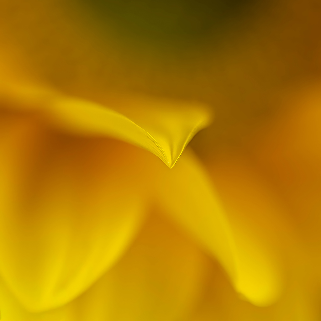 close-up photo of a yellow petal