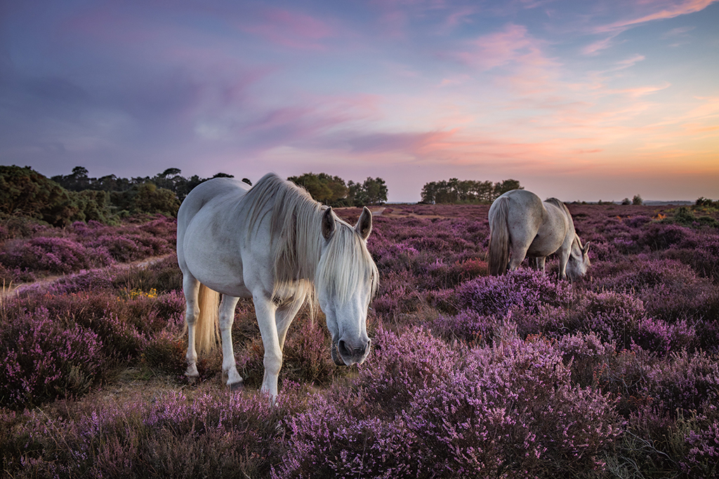 white horses in a field of purple heather in the new forest