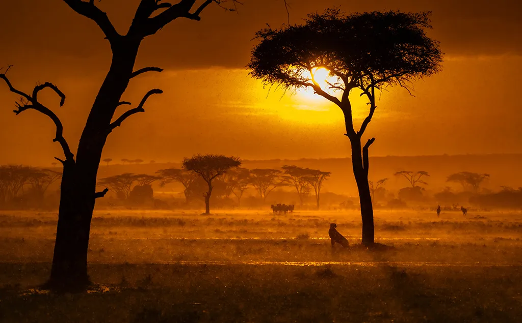 sunset orange landscape with cheetah sat under a tree silhouette