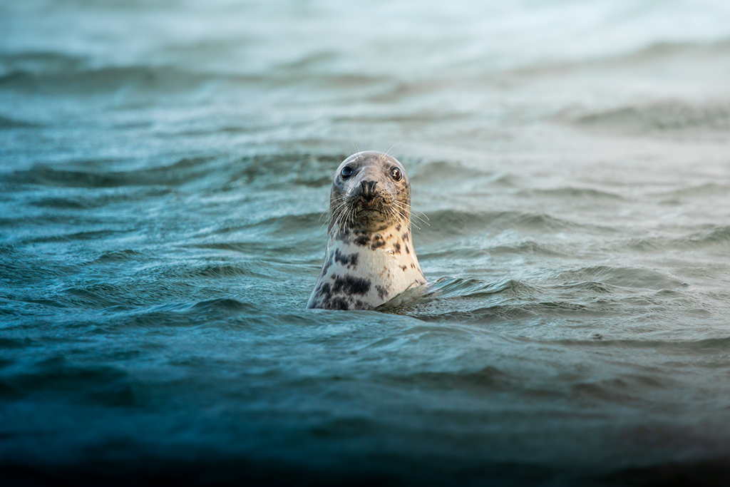 photo of a seal with head out the water