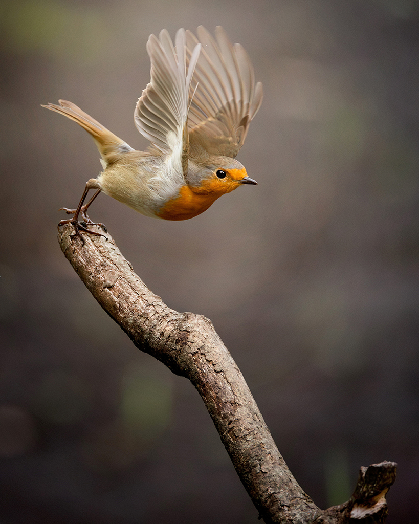 robin mid flight taking off from a branch