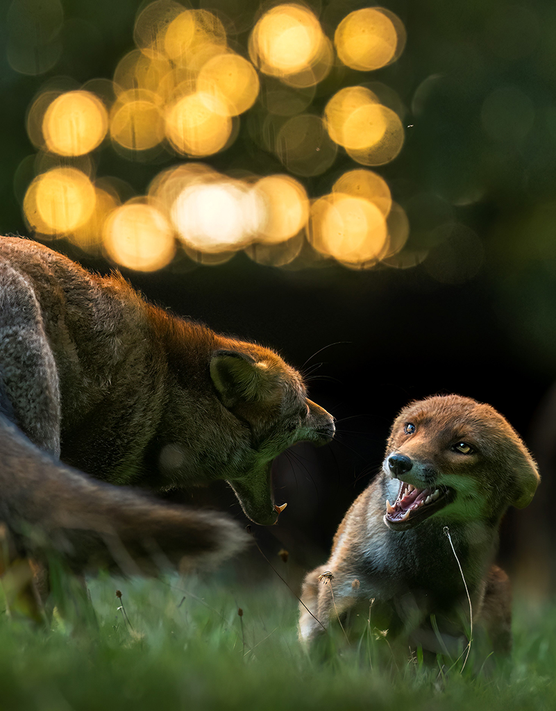 two foxes fighting