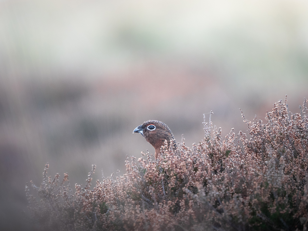 red grouse poking it's head out from heather