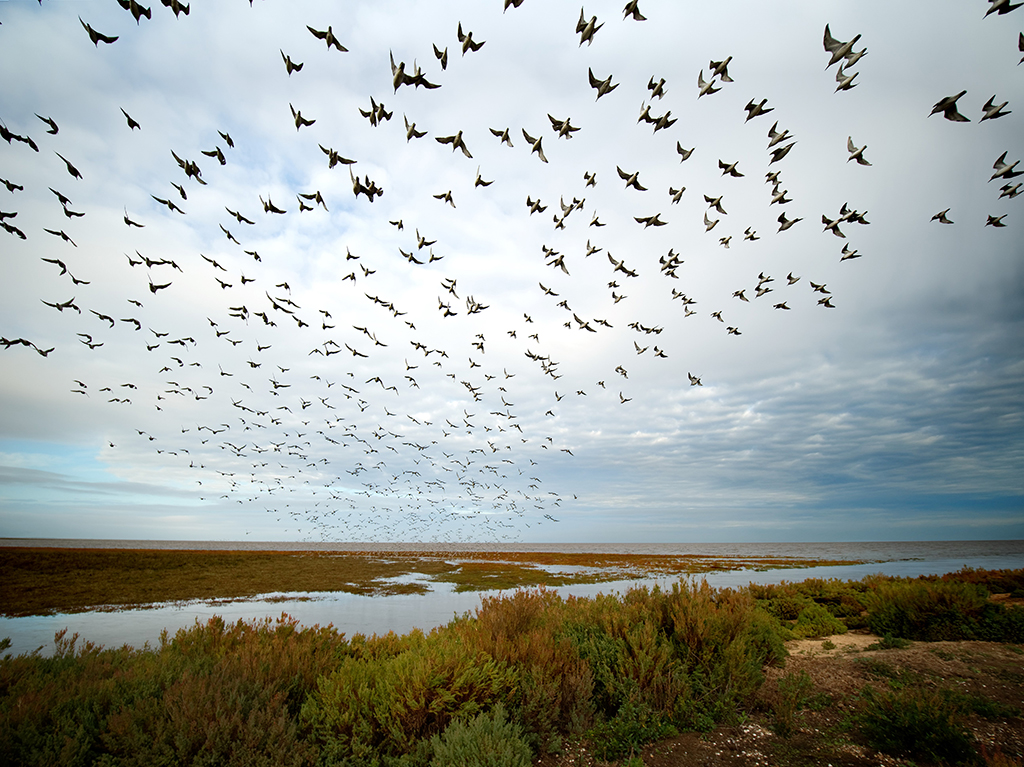 thousands of bird like knot, dunlin, oystercatchers flying off the coast as the tide comes in