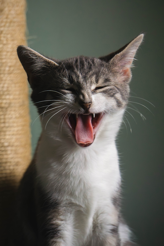 small kitten mid yawn