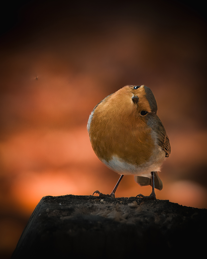 portrait of a robin close-up tilting its head