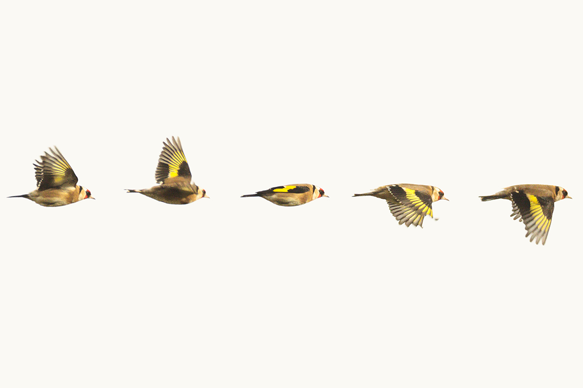 composite photo of goldfinch birds