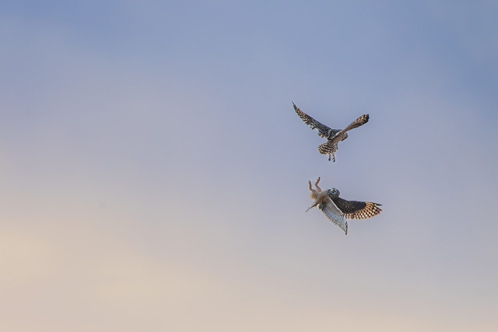 two short-eared owls fighting in the air