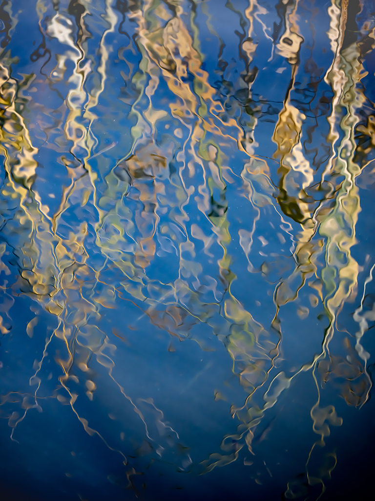 abstract photo of reeds in water